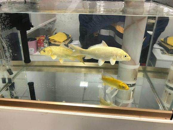 黃金錦鯉和黃金龍鳳是一種魚嗎？：黃金錦鯉和黃金龍鳳并不是同一種魚，它們并不是同一種魚 黃金錦鯉和黃金龍鳳是一種魚嗎？：黃金錦鯉和黃金龍鳳并不是同一種魚，它們并不是同一種魚 龍魚百科 第3張