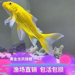 黃金錦鯉和黃金龍鳳是一種魚嗎？：黃金錦鯉和黃金龍鳳并不是同一種魚，它們并不是同一種魚 黃金錦鯉和黃金龍鳳是一種魚嗎？：黃金錦鯉和黃金龍鳳并不是同一種魚，它們并不是同一種魚 龍魚百科 第1張