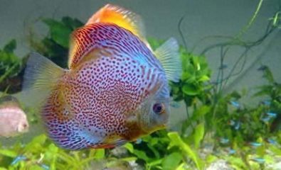 龍魚蒙眼撈出來用紅霉素眼膏行嗎（龍魚蒙眼使用紅霉素眼膏的注意事項）