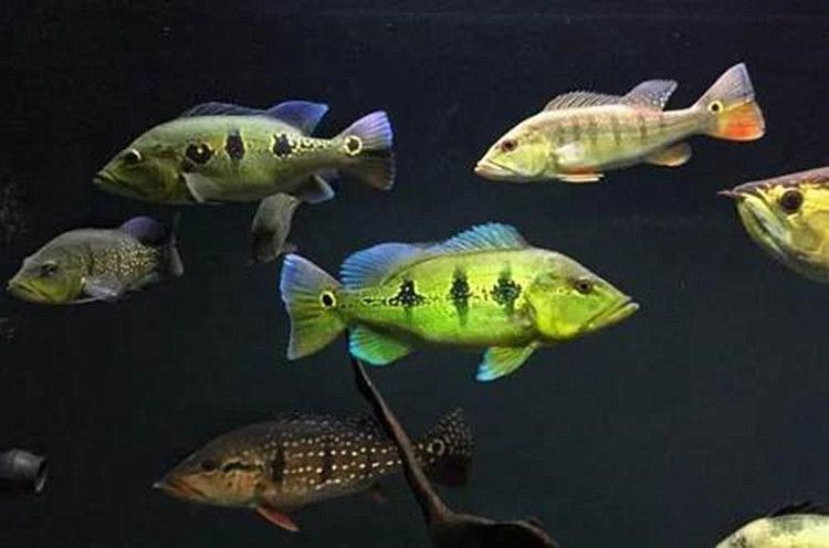 藍帆三間魚水溫調節技巧，