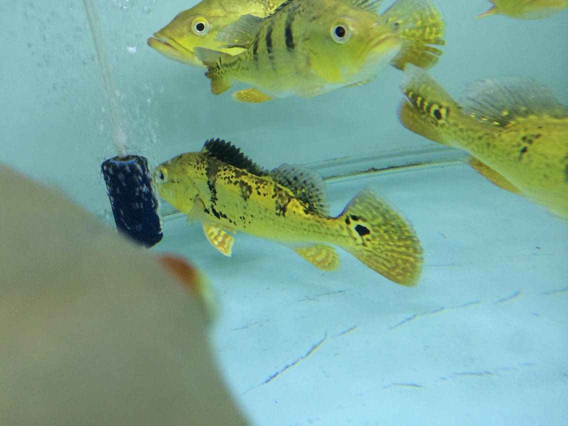 藍帆三間魚水溫調節技巧，