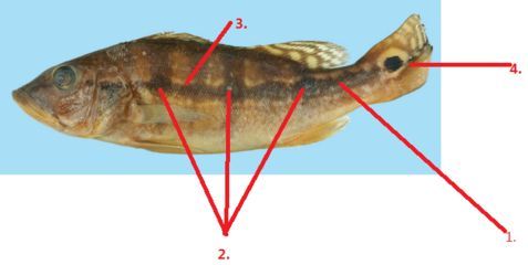 藍帆三間魚水溫調節技巧，