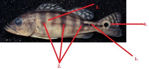 藍帆三間魚水溫調節技巧，