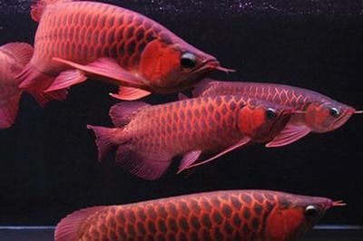 紅龍魚發(fā)色喂什么好（如何自制紅龍魚增色飼料）