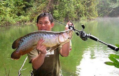 野生金龍魚生活在哪里最多（財(cái)經(jīng)調(diào)查丨一年半蒸發(fā)5000億金龍魚寄望多元化破局？）