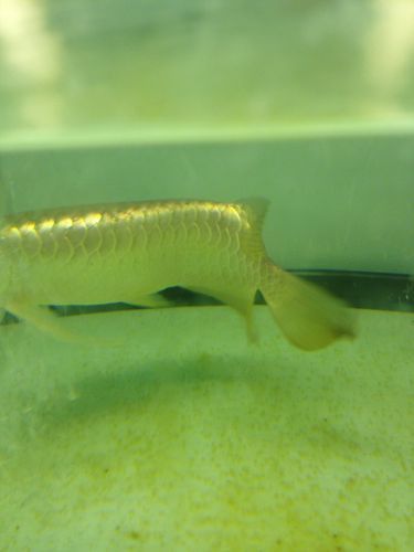 【青島龍魚價格青島龍魚圖片青島龍魚轉讓】