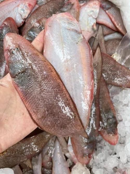 【青島龍魚價格青島龍魚圖片青島龍魚轉讓】
