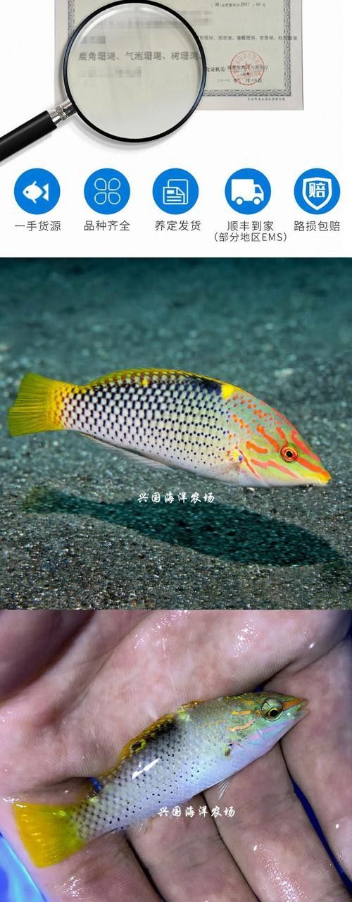 【青島龍魚價格青島龍魚圖片青島龍魚轉讓】