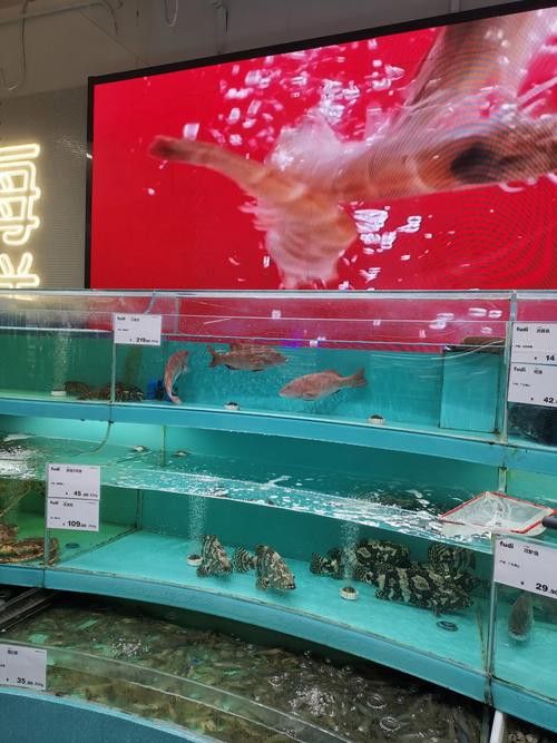 【青島龍魚價格青島龍魚圖片青島龍魚轉讓】