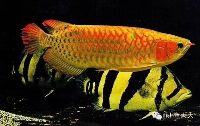 龍魚魟魚混養如何喂食魟魚 龍魚魟魚混養如何喂食魟魚 龍魚百科 第3張