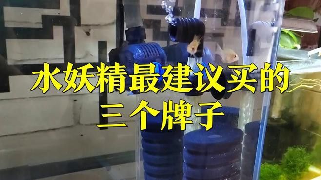 電動水妖精有哪些品牌推薦？ 電動水妖精有哪些品牌推薦？ 龍魚百科 第12張
