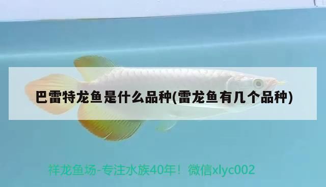 巴雷特龍魚是什么品種(雷龍魚有幾個品種)