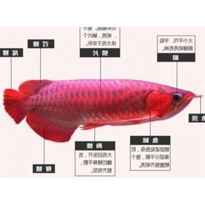 控制龍魚光照的最佳方法：如何控制龍魚光照的最佳方法，龍魚光照周期的最佳安排