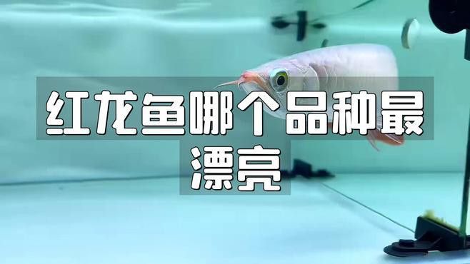 紅龍魚(yú)的樣子圖片大全