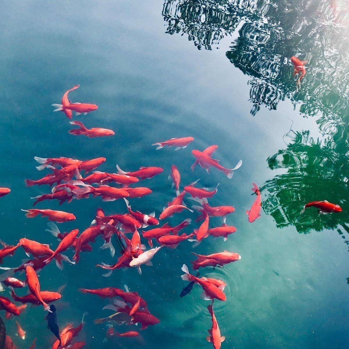 錦鯉混養最佳搭配 錦鯉混養最佳搭配 龍魚百科 第1張