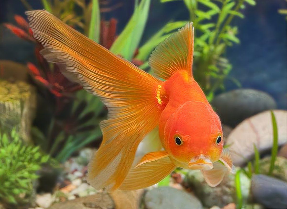 錦鯉混養最佳搭配 錦鯉混養最佳搭配 龍魚百科 第11張