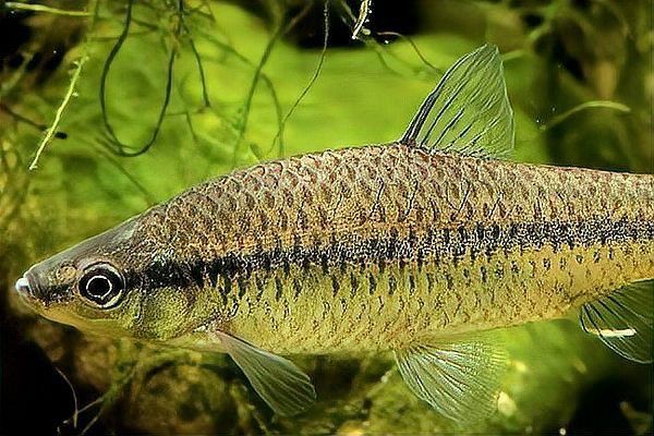 錦鯉混養最佳搭配 錦鯉混養最佳搭配 龍魚百科 第9張