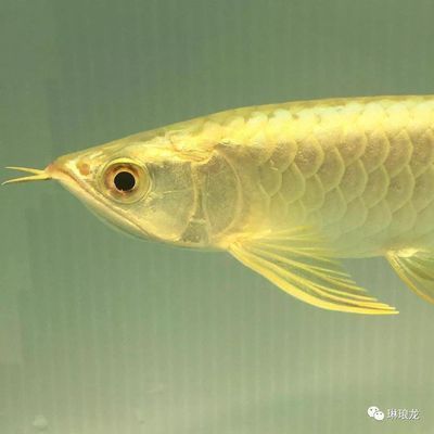 金龍魚適合什么樣的水質，金龍魚水質管理技巧：金龍魚水質管理技巧