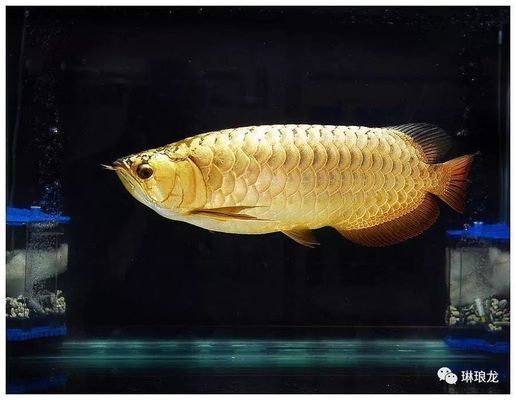 金龍魚適合什么樣的水質，金龍魚水質管理技巧：金龍魚水質管理技巧