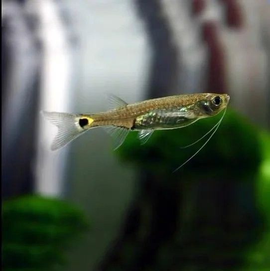 龍須貓魚有哪些獨特的防御機制？