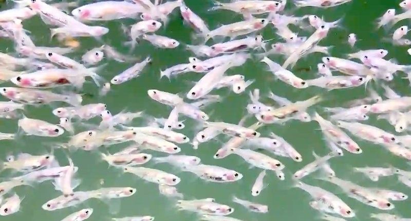 龍須貓魚有哪些獨特的防御機制？
