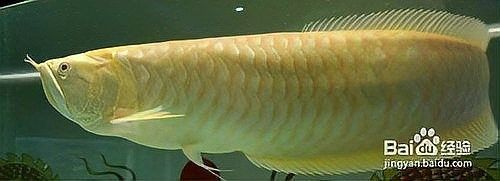 龍魚品相鑒別圖解