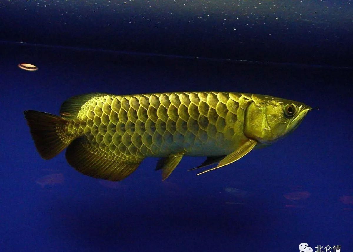 金龍魚 壁紙：關于金龍魚壁紙的一些信息