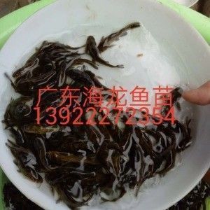 龍魚苗批發(fā)市場