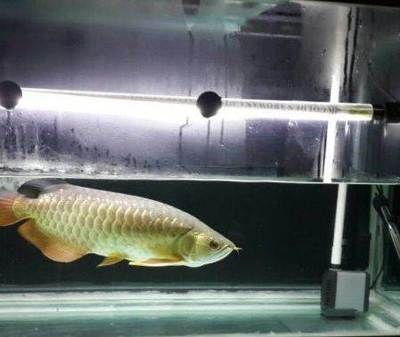 金龍魚生長周期是：金龍魚的生長周期因個體差異和養(yǎng)護(hù)條件不同而有所不同