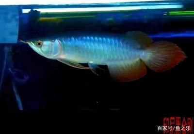 龍魚黑金剛一條多少錢一包：龍魚黑金剛一條多少錢一包龍魚黑金剛市場價值波動