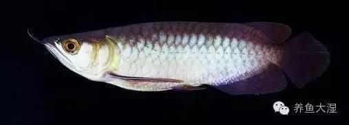 龍魚黑金剛一條多少錢一包：龍魚黑金剛一條多少錢一包龍魚黑金剛市場價值波動
