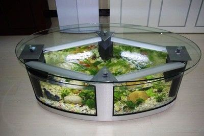 龍魚黑金剛一條多少錢一包：龍魚黑金剛一條多少錢一包龍魚黑金剛市場價值波動