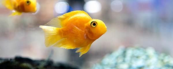 龍魚鰭上有白色絮狀物（龍魚鰭上出現(xiàn)白色絮狀物可能是由多種原因造成的）