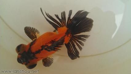 龍魚鰭上有白色絮狀物（龍魚鰭上出現(xiàn)白色絮狀物可能是由多種原因造成的）