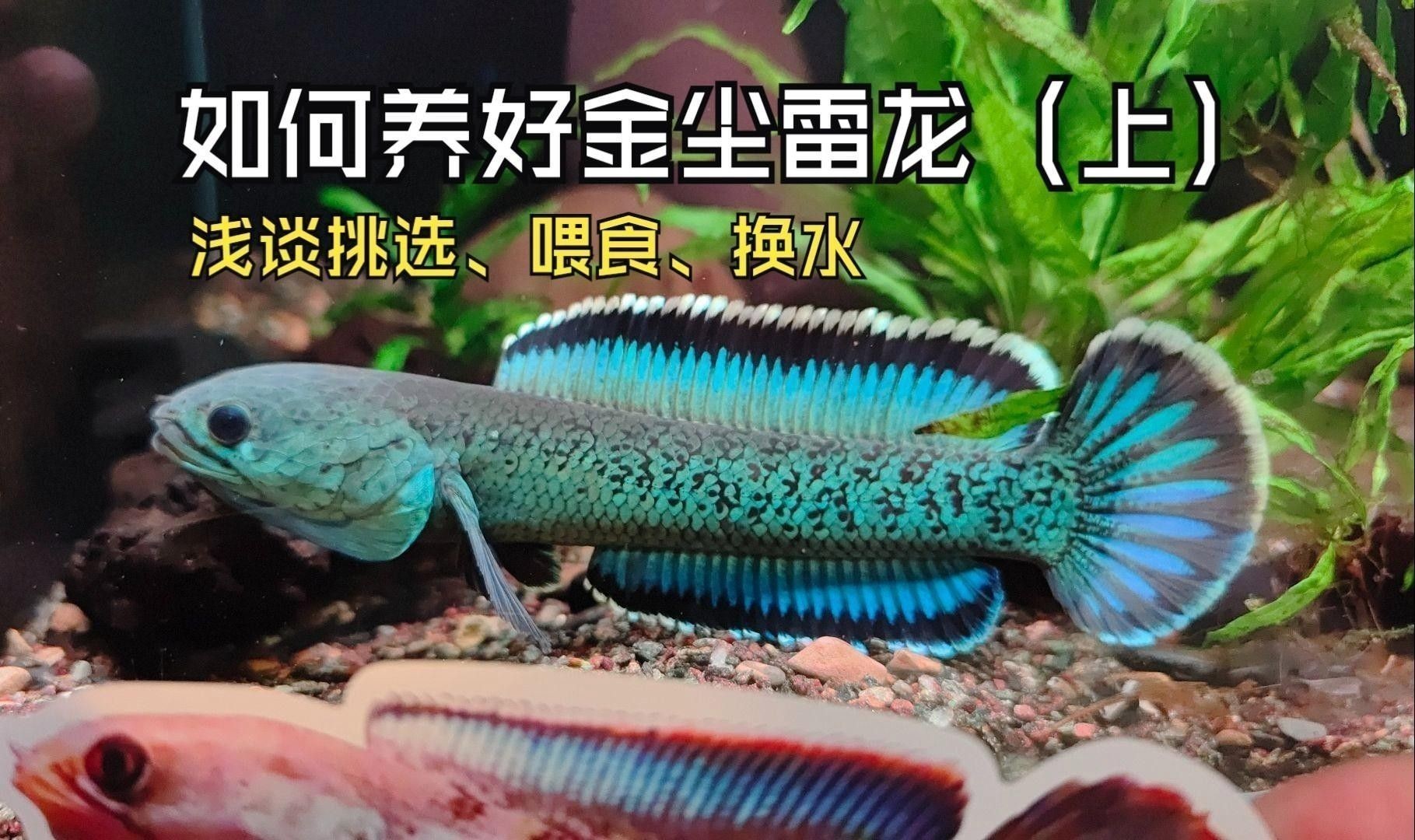 鬼王雷龍魚多久換一次水？