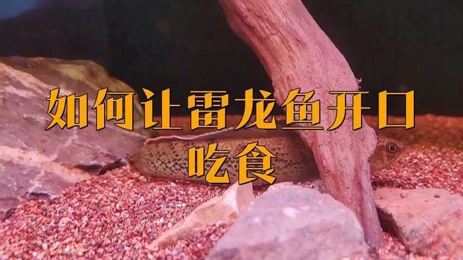 剛出生的雷龍魚怎么養