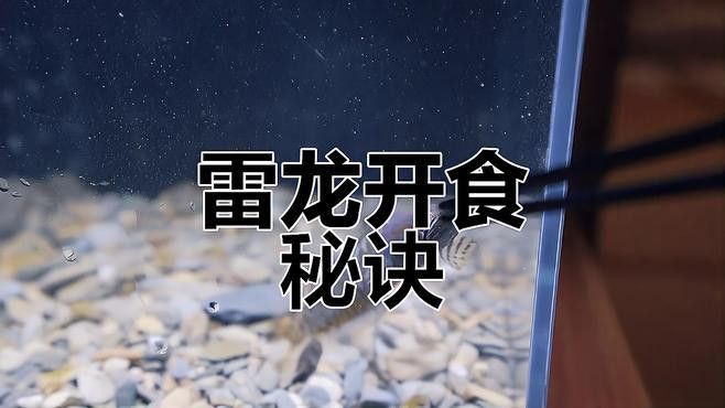 剛出生的雷龍魚怎么養