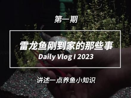 剛出生的雷龍魚怎么養