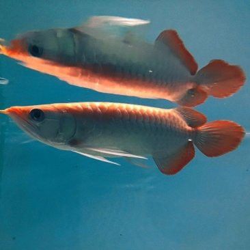 廣州紅龍魚批發市場在哪里啊多少錢