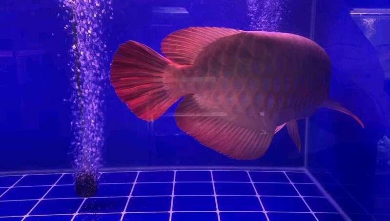 廣州紅龍魚批發市場在哪里啊多少錢