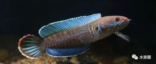 奶茶雷龍成魚多大可以繁殖：奶茶雷龍成魚在長度達(dá)到16～18厘米且性成熟后可以繁殖