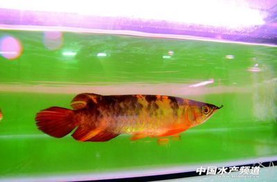 金龍魚變化：金龍魚業(yè)務(wù)拓展、產(chǎn)品線的調(diào)整以及與酒店的合作機會