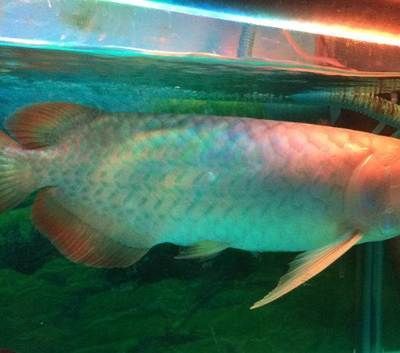 濟南賣龍魚的地方【濟南賣龍魚的地方找到34】 濟南賣龍魚的地方【濟南賣龍魚的地方找到34】 龍魚百科 第5張