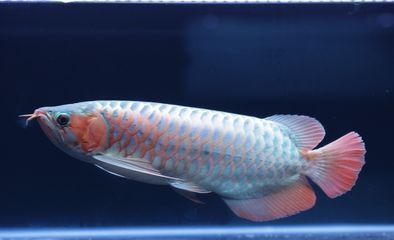 紅龍魚養(yǎng)多久開(kāi)始變色正常：紅龍魚的發(fā)色過(guò)程