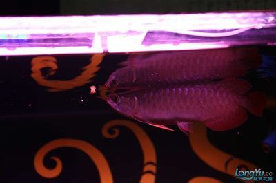 綠皮辣椒龍魚用什么燈：綠皮辣椒紅龍魚用什么燈 綠皮辣椒龍魚用什么燈：綠皮辣椒紅龍魚用什么燈 龍魚百科 第1張