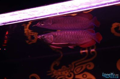 綠皮辣椒龍魚用什么燈：綠皮辣椒紅龍魚用什么燈 綠皮辣椒龍魚用什么燈：綠皮辣椒紅龍魚用什么燈 龍魚百科 第2張