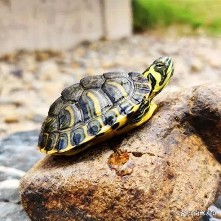 金龍魚壽命是多少：金龍魚的平均壽命及其影響因素