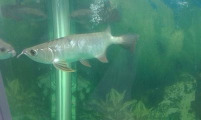 金龍魚與紅財神魚混養【金龍魚與紅財神魚混養的注意事項】
