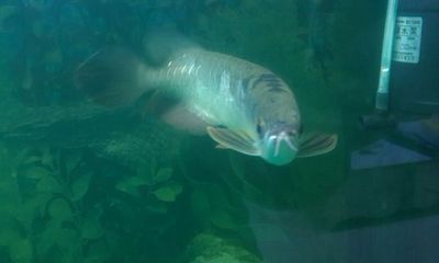 金龍魚與紅財神魚混養【金龍魚與紅財神魚混養的注意事項】