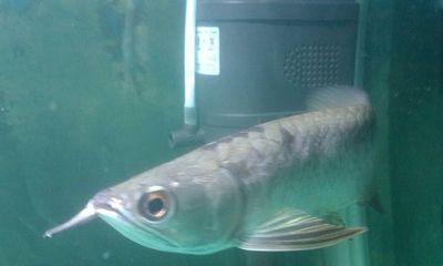 金龍魚與紅財神魚混養【金龍魚與紅財神魚混養的注意事項】